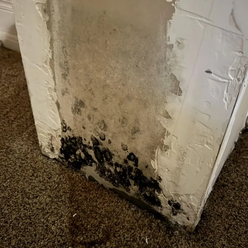 Professional Mold Removal in Stamford, CT